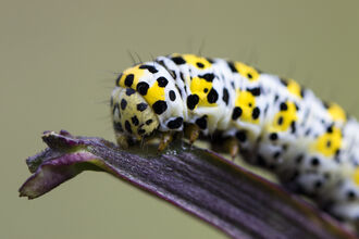 Mullein moth caterpillar