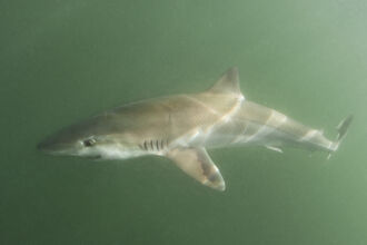 Tope shark