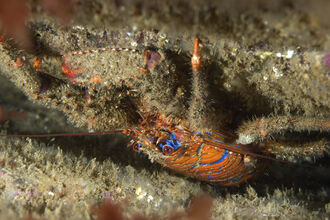 : Spiny squat lobster