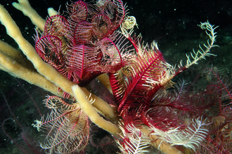 feather star