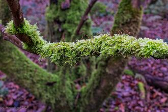 moss