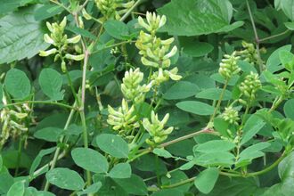 Wild liquorice 