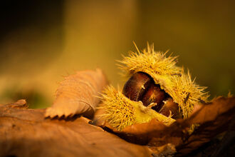 Sweet chestnut