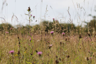 A low shot of a field of purple and green wildflowers