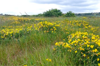 An open field with yellow flowers