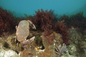 Crab on Cromer Shoal Chalk reef