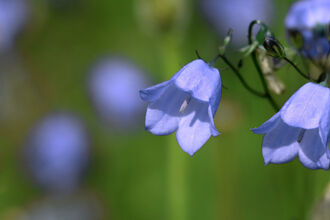 Close up of bluebells