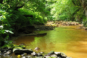 an orange pond surrounded by leafy green trees