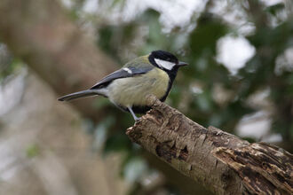 great tit on a branch