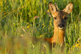 A deer in long grass