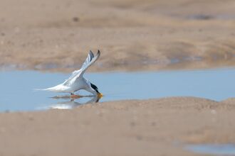 A little tern in water on a beach