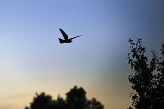 A silhouette of a nightjar against a dark sky