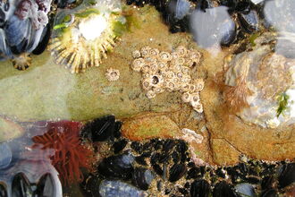 Rockpool from above