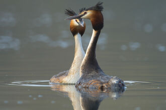 Two elegant birds in water