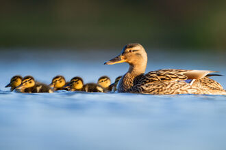 A mallard and chicks on water