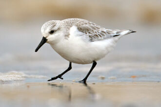 A plump white bird with black legs