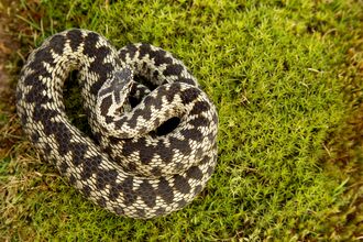 A coiled adder resting on green moss