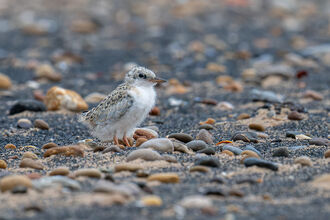 A juvenile little tern chick on a pebbly beach