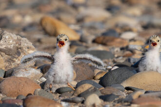Three little tern chicks at their nest site call with open beaks to a parent bird 