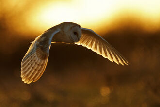 A barn owl in flight at sunset 