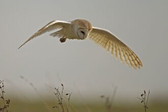 A barn owl hovers with wings wide open whilst hunting over grass