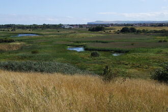 Coatham Marsh with grasses in the foreground, water, reedbed and the coastal cliffs in the distance