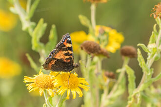 A tortoiseshell butterfly from the side on yellow flowering fleabane 