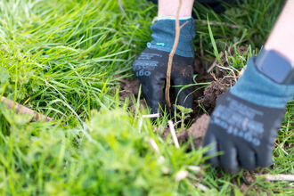 A close up image of a person's gloved hands planting a young tree sapling