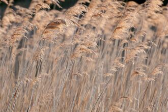 A close up image of yellow/brown common reeds bending to the right in the breeze