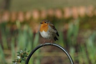 A robin sits on a black hoop in a garden setting 