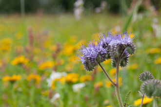 A wildflower meadow in the background with a purple tansy in focus in the foreground