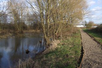A pond and trees