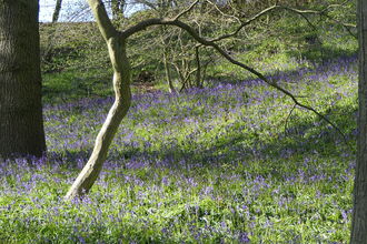 A woodland showing swathes of bluebells growing under bare trees
