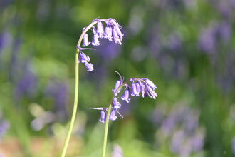 Two stems of English bluebells with multiple flowers on each