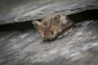 A brown long eared bat peeps out from underneath a piece of slate