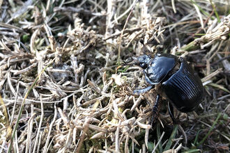 Female minotaur beetle on dried grass