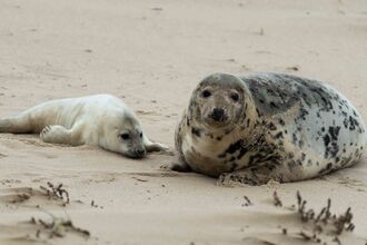A grey seal mum, mottled and brown, and her pup, white and fluffy, on a sandy beach