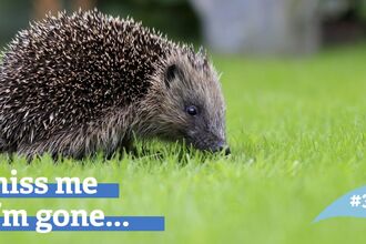 A hedgehog