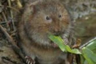 A water vole nibbling a leaf