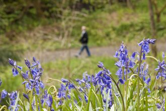 Bluebells in the foreground and a person walking in the distance