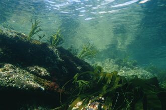 An underwater sea scene with flowing sea weed and limpets