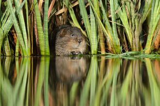 Vole in reeds