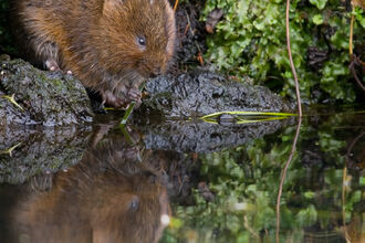 Vole on river bank