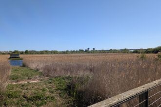 Marsh and reedbeds against a blue sky in sunshine.