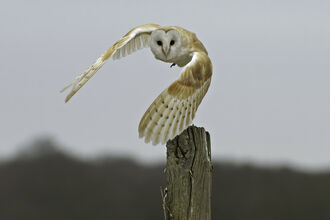 An adult barn owl in daylight in flight above a fence post face on to camera