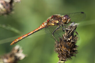 A darter dragon fly with red and green colouring rests on top of a seed head