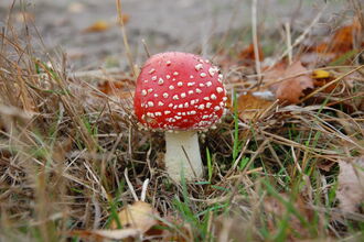 A fly agaric fungus - white stem, red body, white spots amongst grass