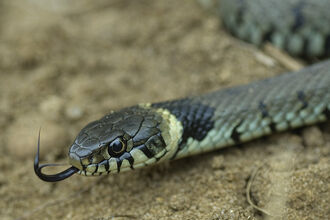 A grass snake with tongue out