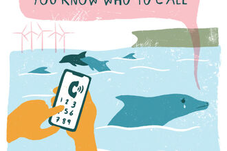 graphic of dolphin saying you know who to call