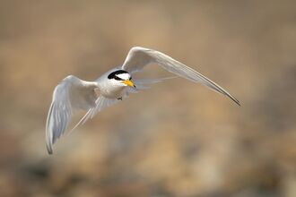 Little tern in flight 